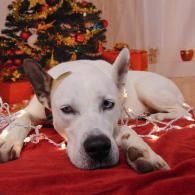 White dog resting on a red blanket beside a decorated Christmas tree