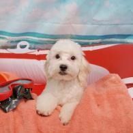 Small white puppy lying on an orange blanket beside a red toy car, looking at the camera.