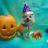 Small dog in a purple wizard hat beside a jack-o'-lantern on a turquoise Halloween backdrop