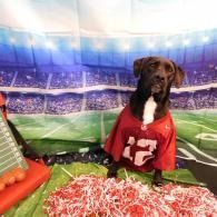 Brown dog in a red jersey sitting on red-and-white confetti in a football stadium backdrop