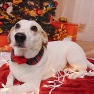 White dog with a red plaid bow tie sitting on a red blanket in front of a decorated Christmas tree.