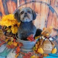 Small dog in a metal bucket with autumn leaves, sunflowers, and a teddy bear in a fall-themed setup.