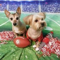 Two small dogs in red outfits on a football field with a football and pom-poms