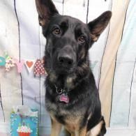 Black-and-tan dog with alert ears, wearing a pink tag, sitting against a patterned curtain
