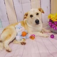 Cream-colored dog lying on a pink floor beside toy eggs and flowers, facing the camera.