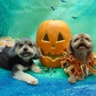 Two small dogs in Halloween costumes beside a carved pumpkin on a blue floor with teal backdrop