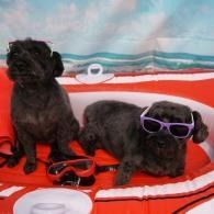 Two small black dogs on a red-and-white blanket, one wearing purple sunglasses