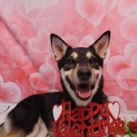 Black-and-tan dog with ears up, smiling, in front of a pink heart backdrop and “Happy Valentine’s” sign
