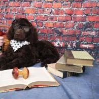 Dark brown dog with polka-dot bandana beside an open book and stacked books on a blue tablecloth
