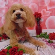 Small tan dog with red floral decorations posing on a pink heart-patterned backdrop
