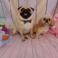 Two small dogs sitting on a pink bed, one pug wearing a bow tie and one shaggy tan dog