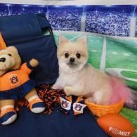 Small fluffy dog in orange outfit sitting on a blue couch beside a teddy bear in an orange shirt.