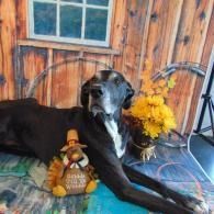 Black dog lying on a porch beside a sunflower bouquet and small pumpkin decoration