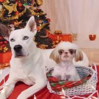 Two small dogs in a white basket with red ribbon, in front of a decorated Christmas tree