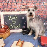 Small dog beside “Back to School” chalkboard in a classroom scene