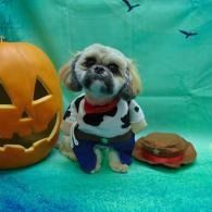 Small dog in a Halloween costume beside a carved pumpkin and burger prop on a teal backdrop