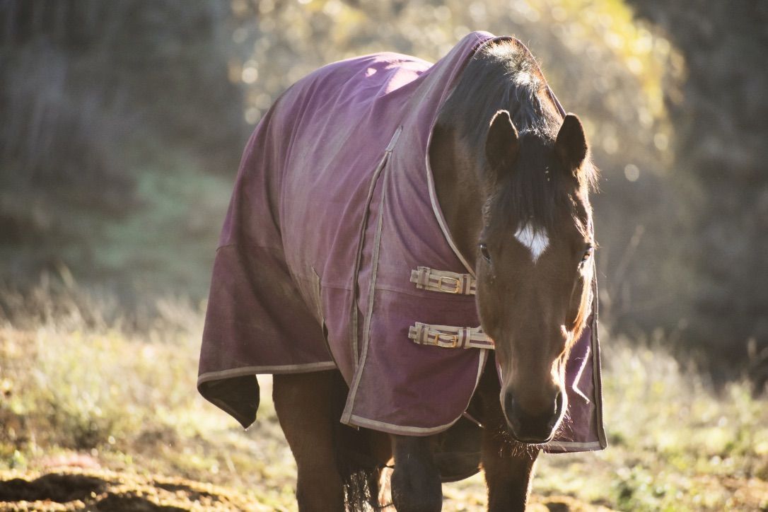 Black horse wearing a purple blanket stands in a sunlit outdoor path