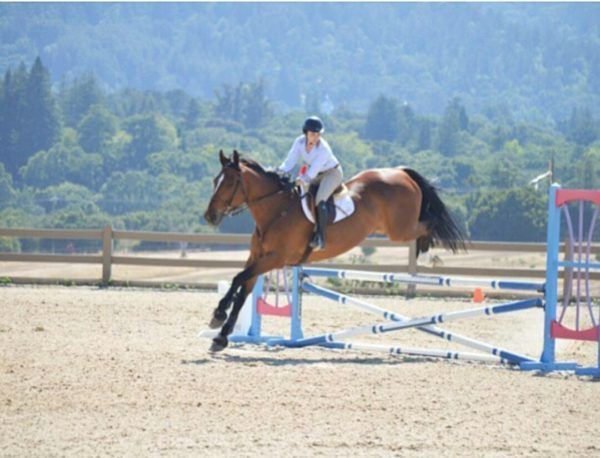 Rider on a brown horse jumping a blue-and-white obstacle in an outdoor arena