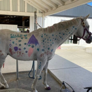 Painted white horse with colorful spots standing in a covered stable area