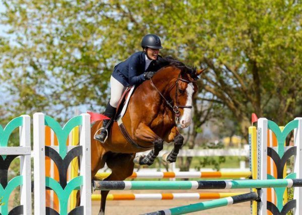 Rider on a brown horse jumping a colorful show-jumping fence outdoors