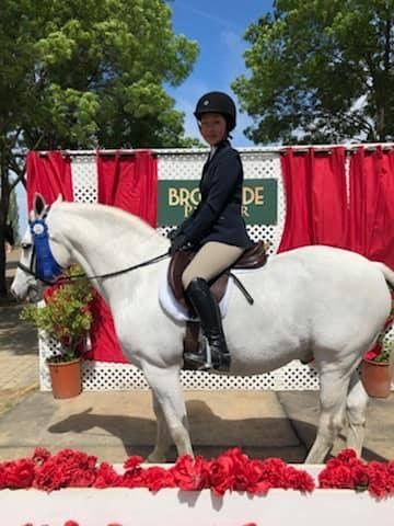 Rider on a white horse in a show ring with red drapes and flowers, wearing formal riding attire
