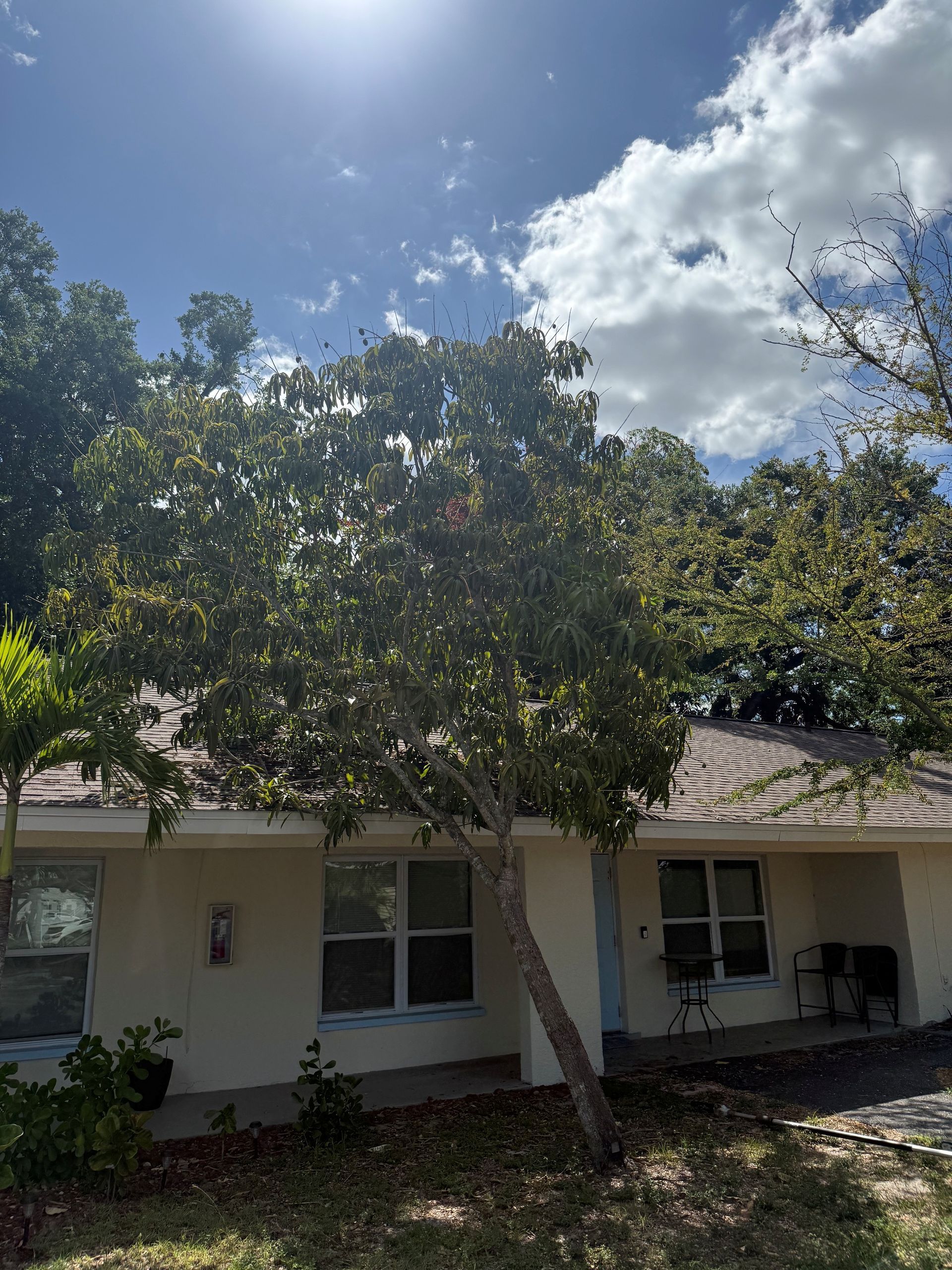 Overgrown tree before removal
