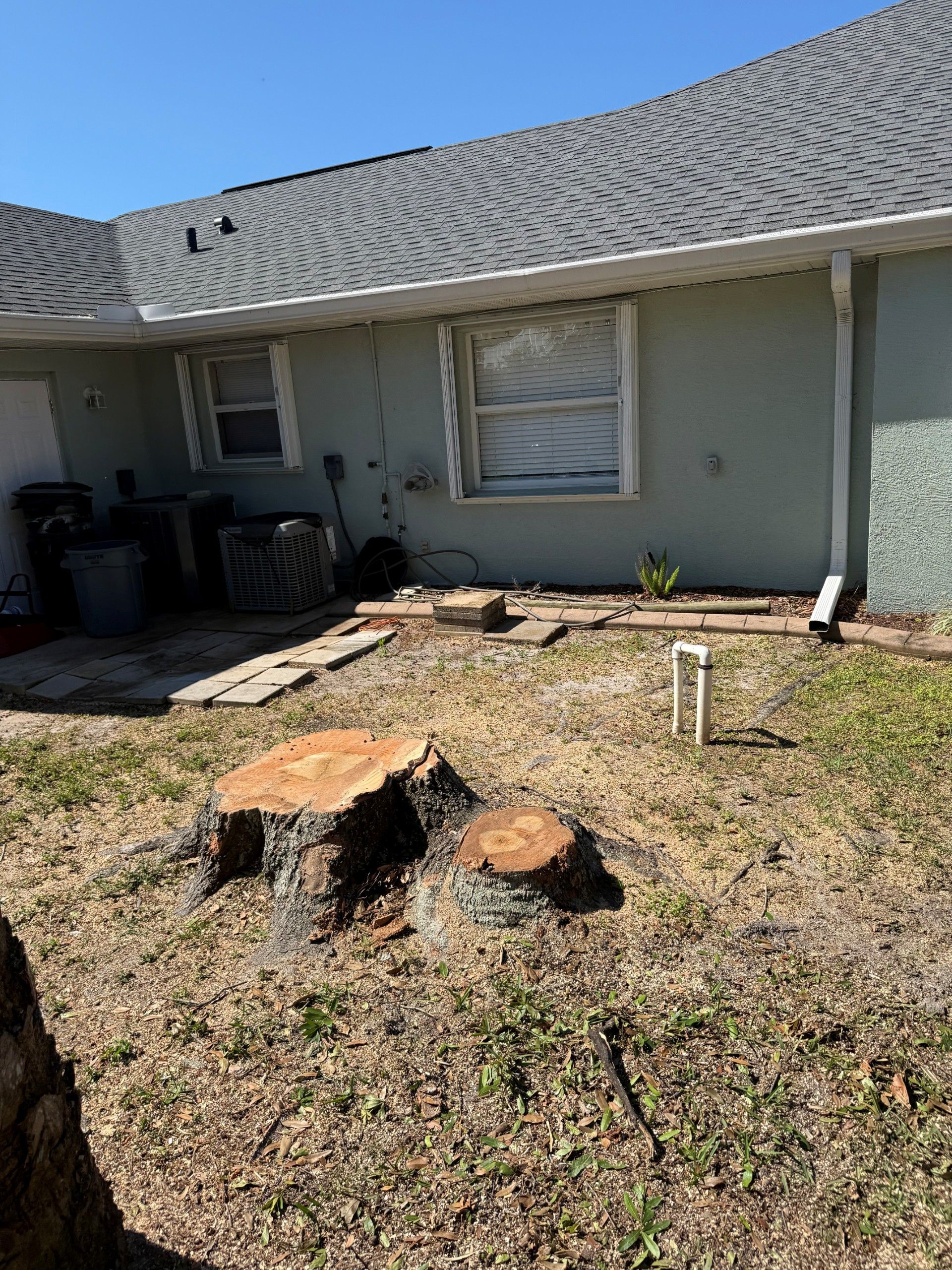 Tree stump before grinding