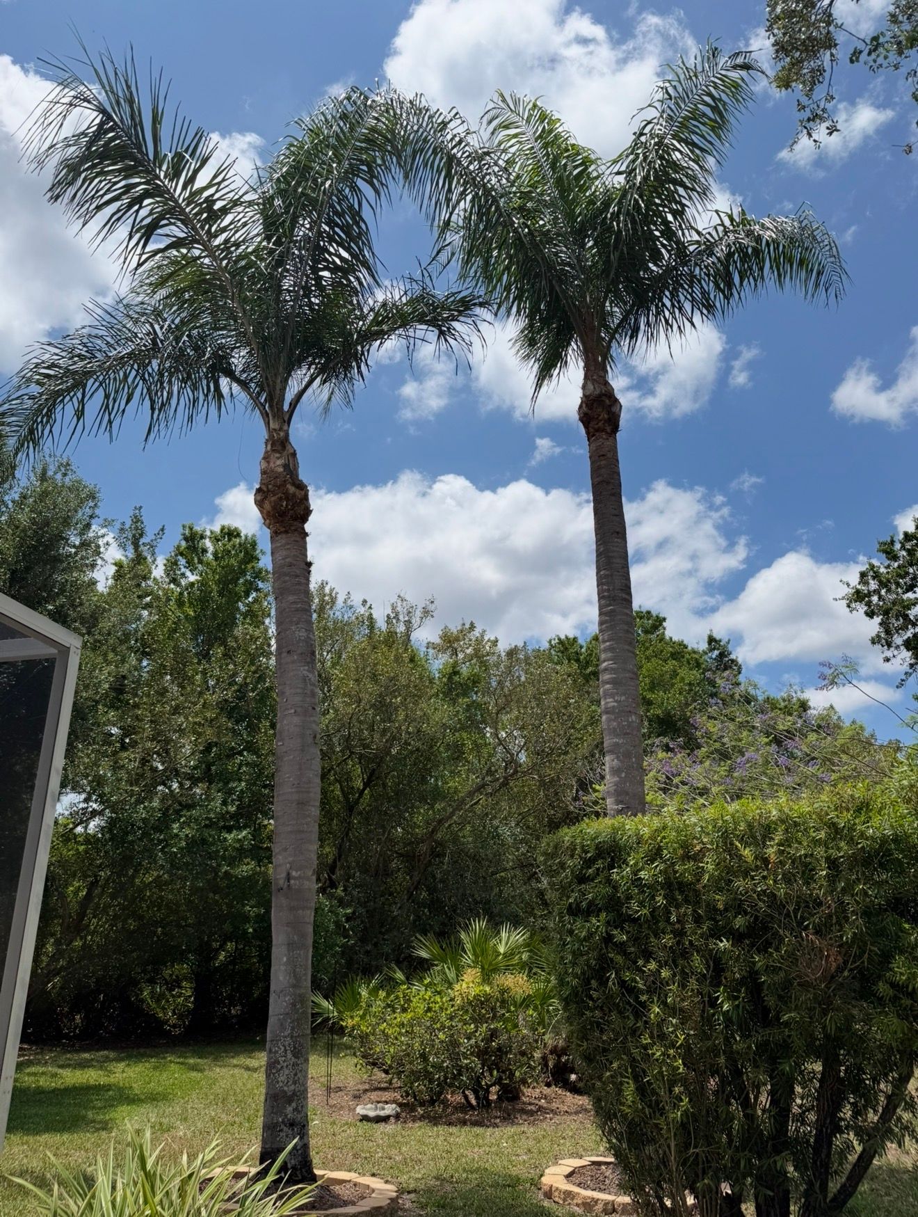 Neatly trimmed palm trees after service