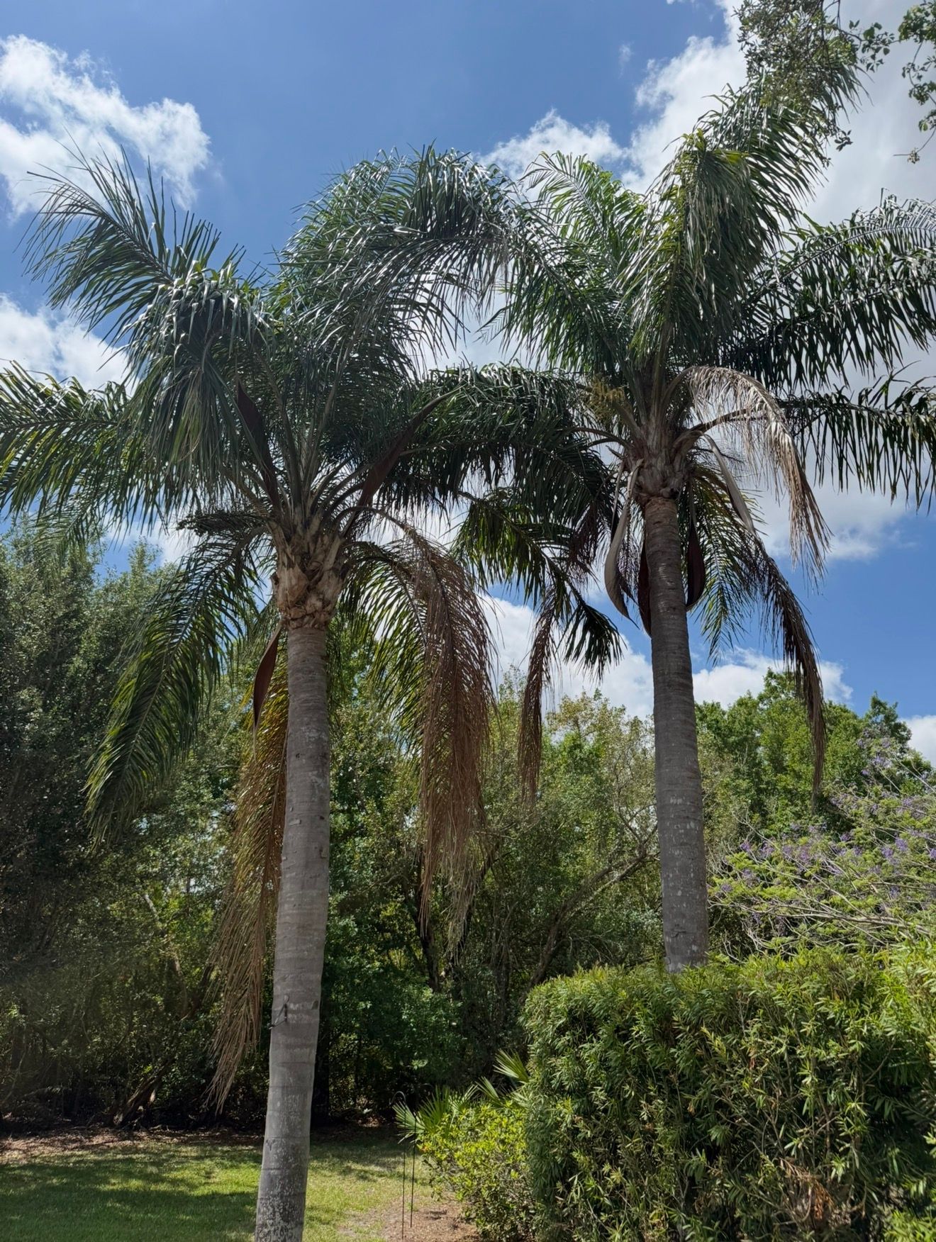 Overgrown palm trees before trimming