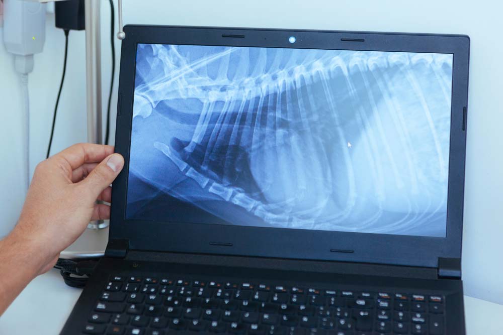 Pet Radiography in Mount Isa AAA Vet Clinic