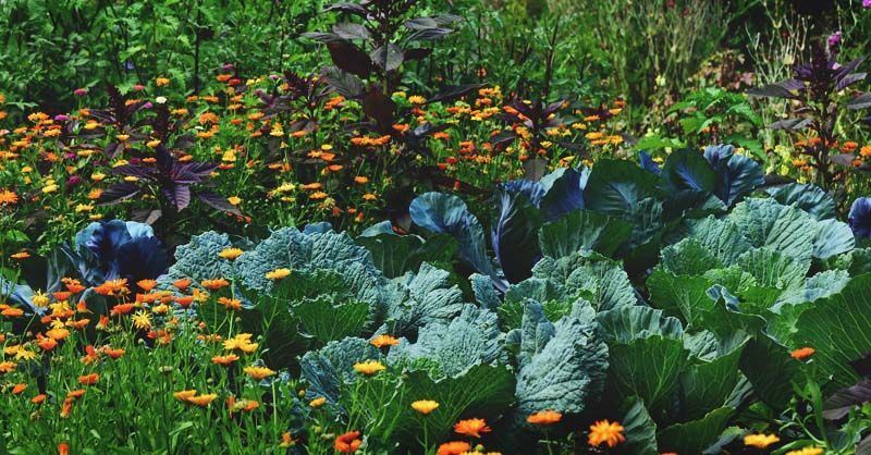 Edible Landscaping