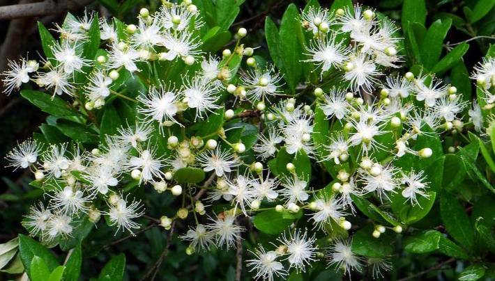 White wildflowers among green leaves and dark mulch, forming a dense ground cover. in a florida garden simpson stopper