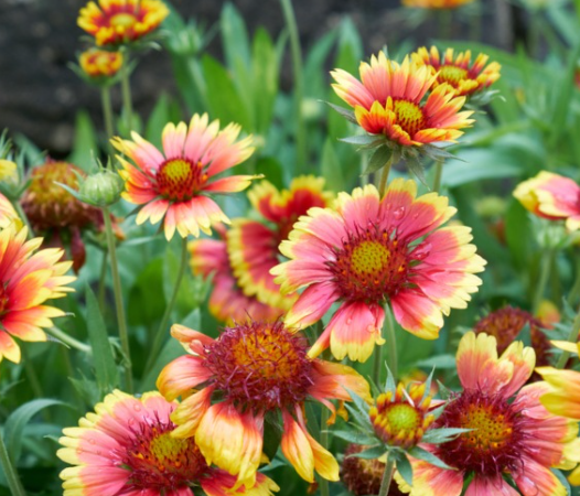 gaillardia native plant blanket flower in a Florida garden