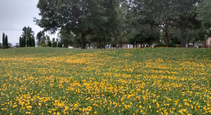 Native Florida-friendly plants replacing grass in a sustainable landscape