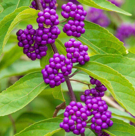 American beautyberry with purple berries in a Florida garden