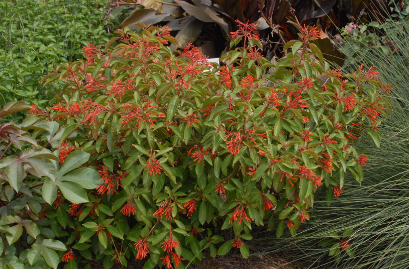 florida firebush with orange flowers in a Florida garden