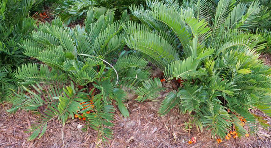  in a Florida garden