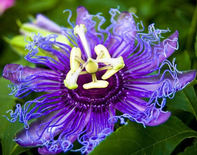 purple passion vine maypop in a florida garden native