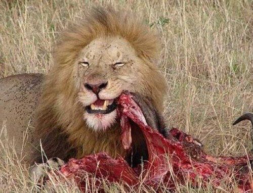 A lion is eating a wildebeest in the wild.
