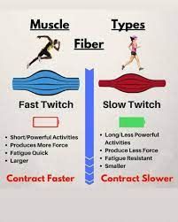 A diagram showing the difference between muscle fiber and slow twitch.