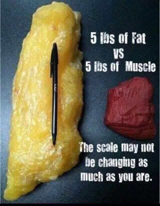 Fat and muscle