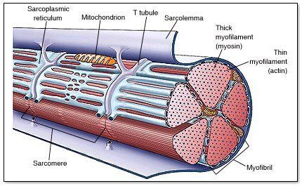 A diagram of a muscle showing the structure of a muscle.