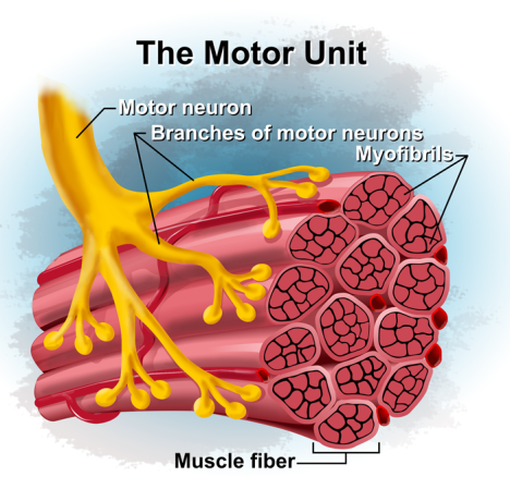 A diagram showing the motor unit of a muscle