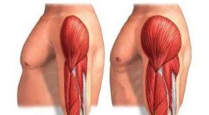 Muscle hypertrophy over time