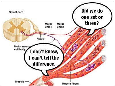 A diagram of a spinal cord with a speech bubble that says did we do one set or three ?