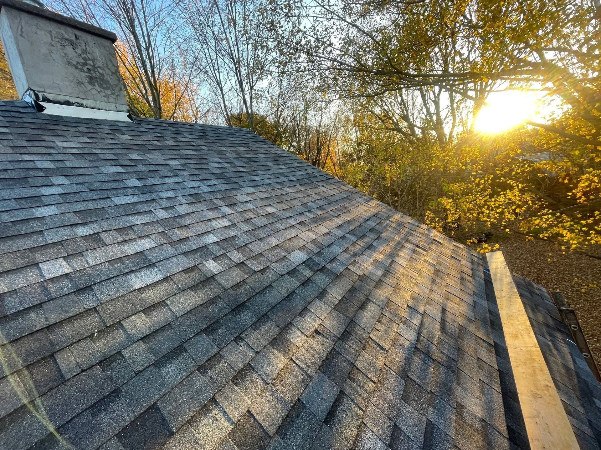 Rooftop shingles at sunset with tree branches and warm sunlight casting long shadows