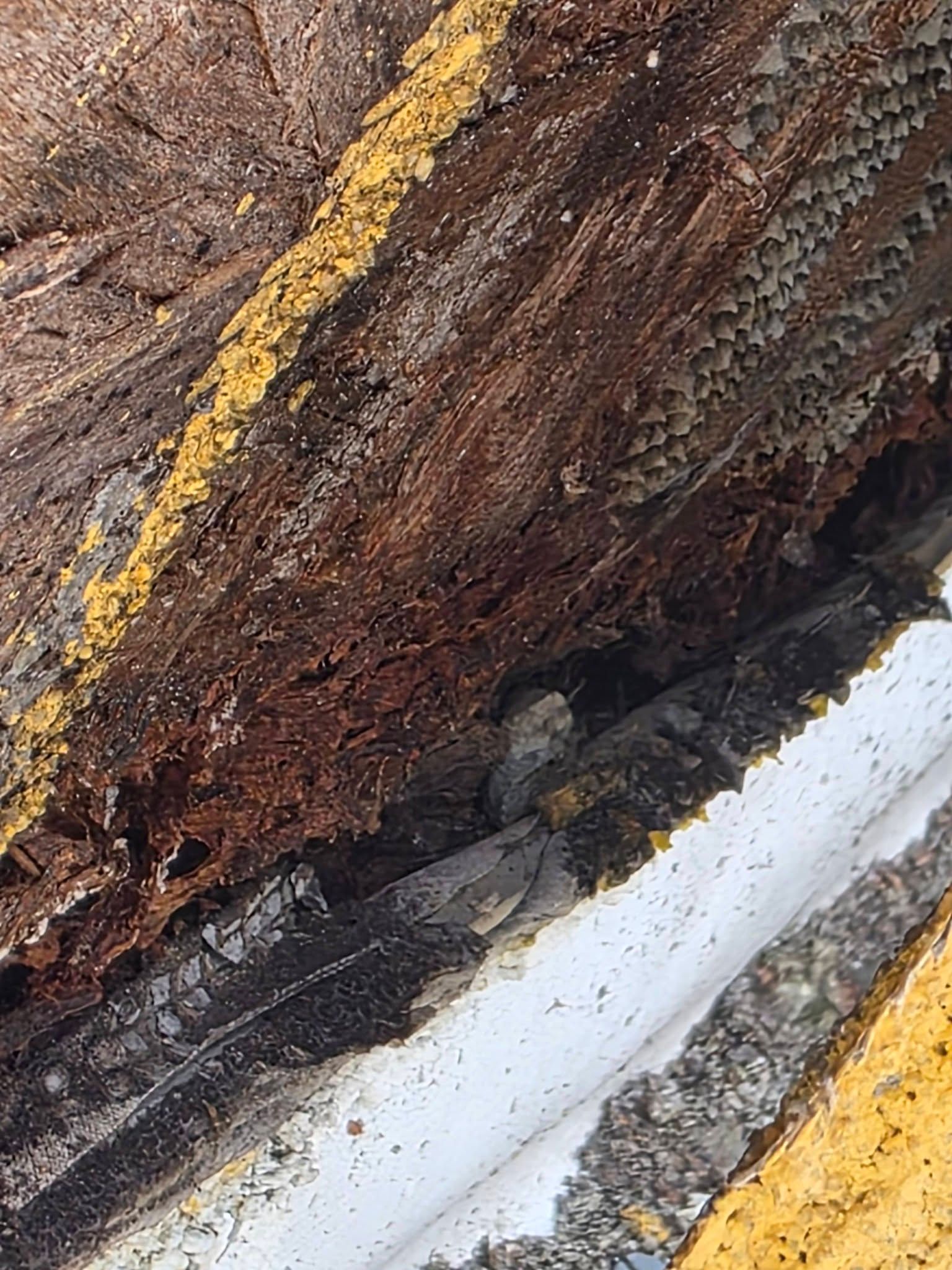 Close-up of tree bark with yellow lichen and a white painted edge along the bottom