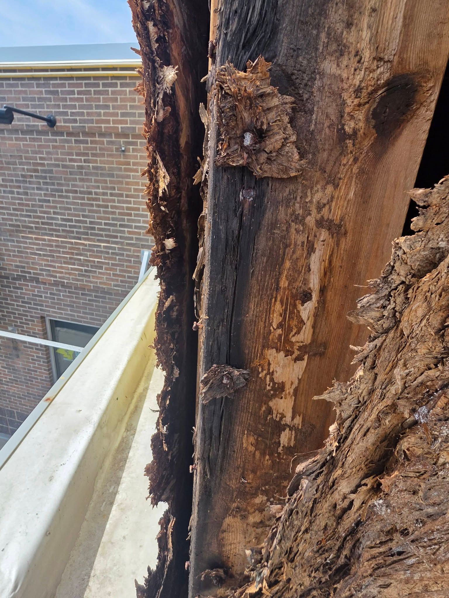 Close-up of a rotting wooden roof beam with peeling bark and water damage beside a brick building.