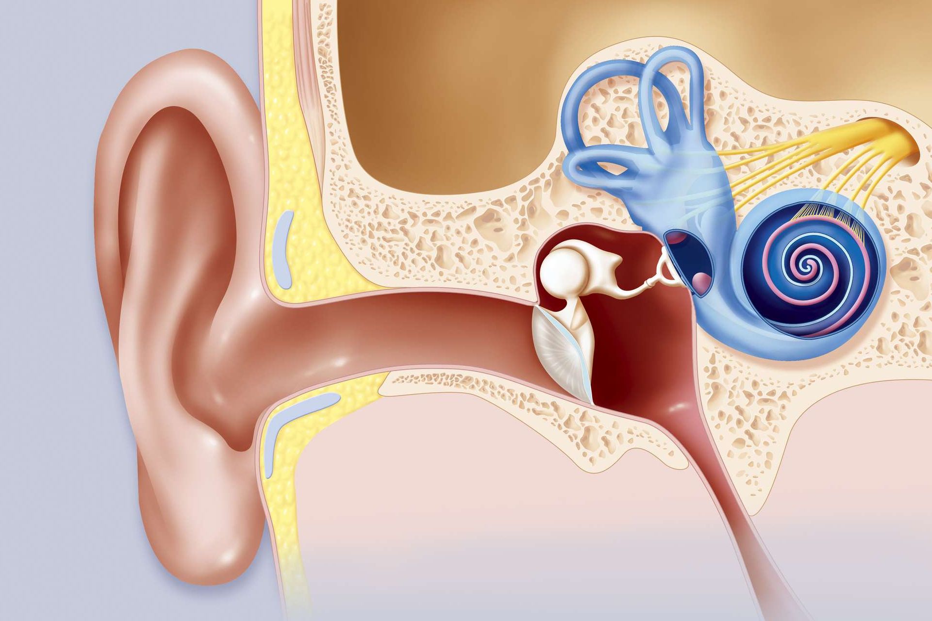 A diagram of the inside of a human ear showing the inner ear , middle ear and cochlea.