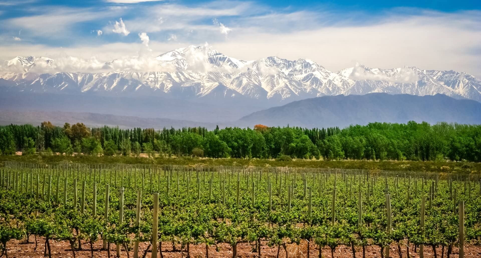 Weinbaugebiete in Argentinien: zurzeit stehen etwa 210.000 ha Rebflächen im Ertrag